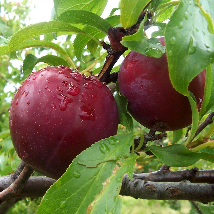 Plums.jpg