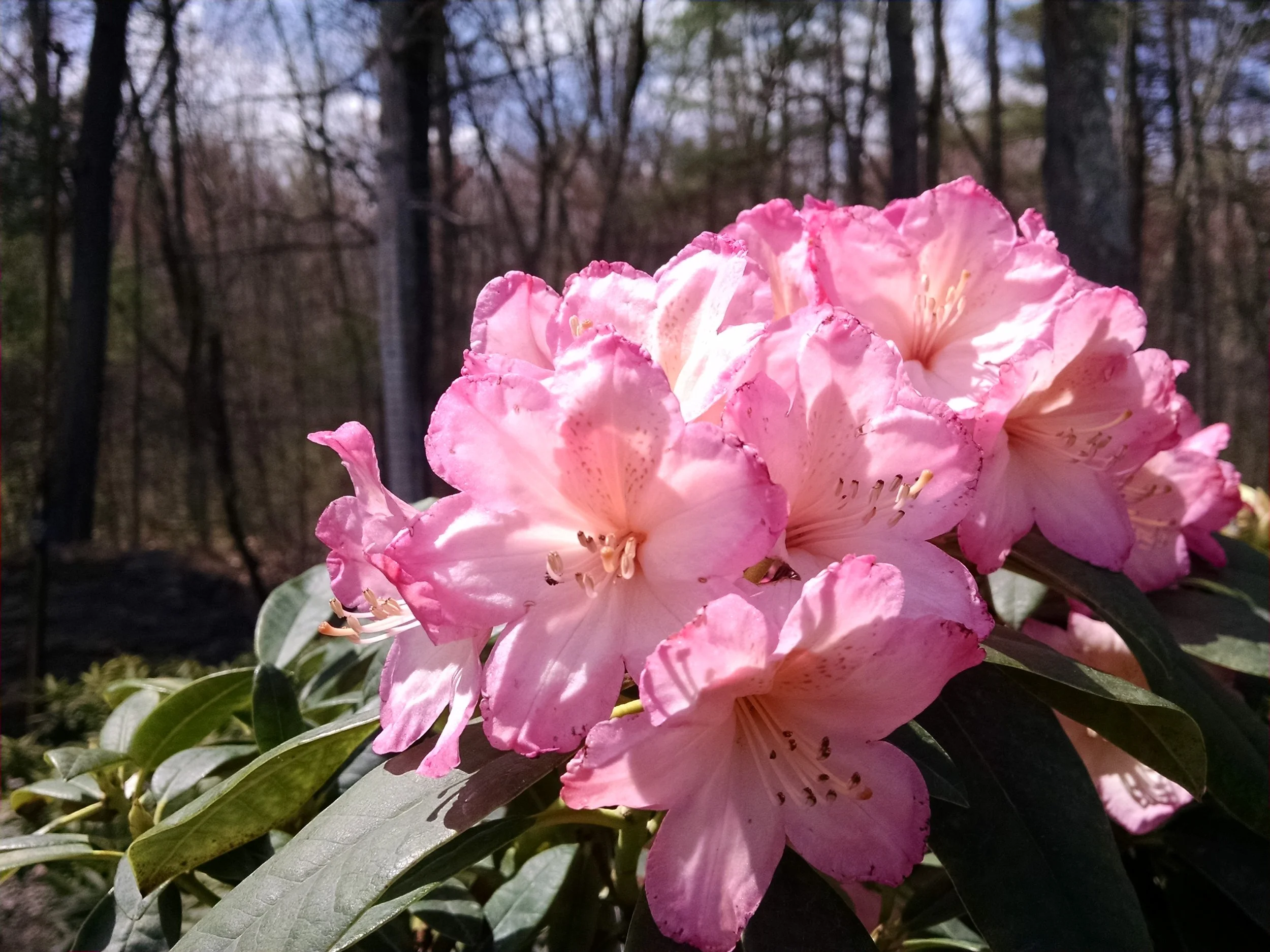 Percy Wiseman Rhododendron