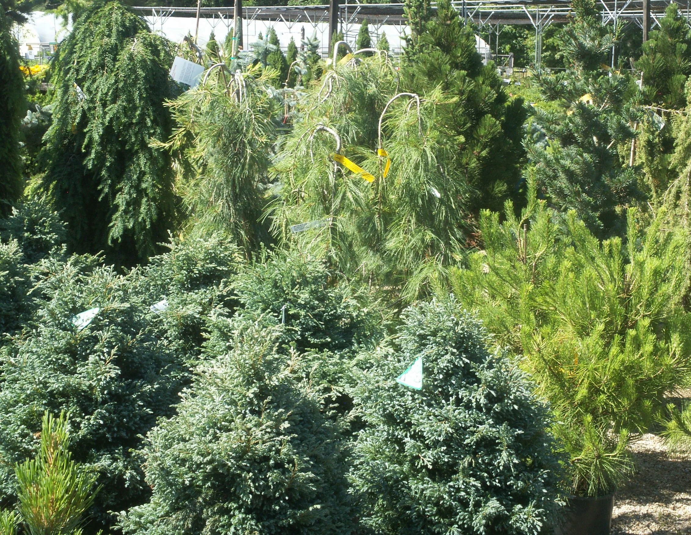 We have a large selection of evergreens.