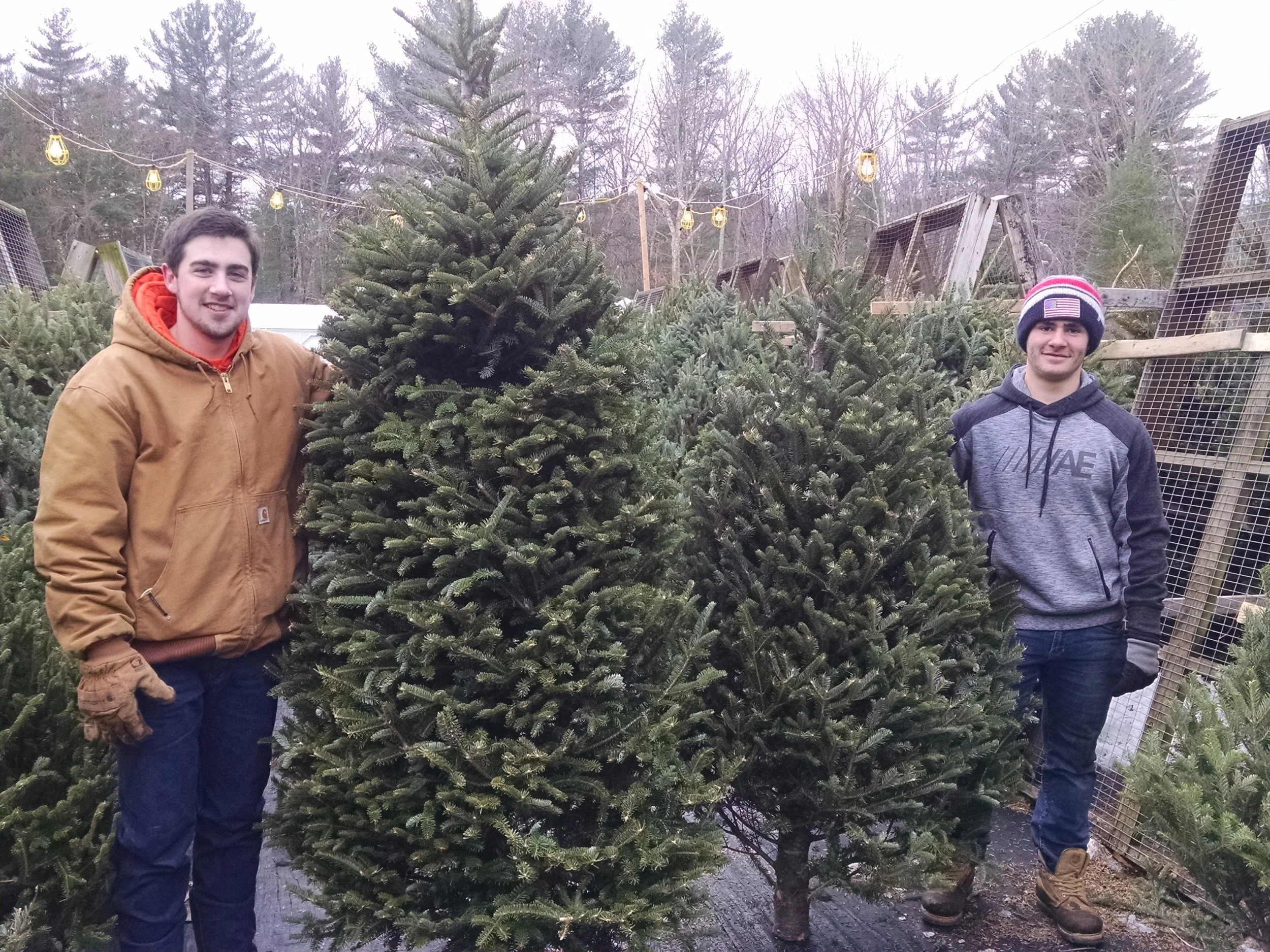 christmas trees.jpg