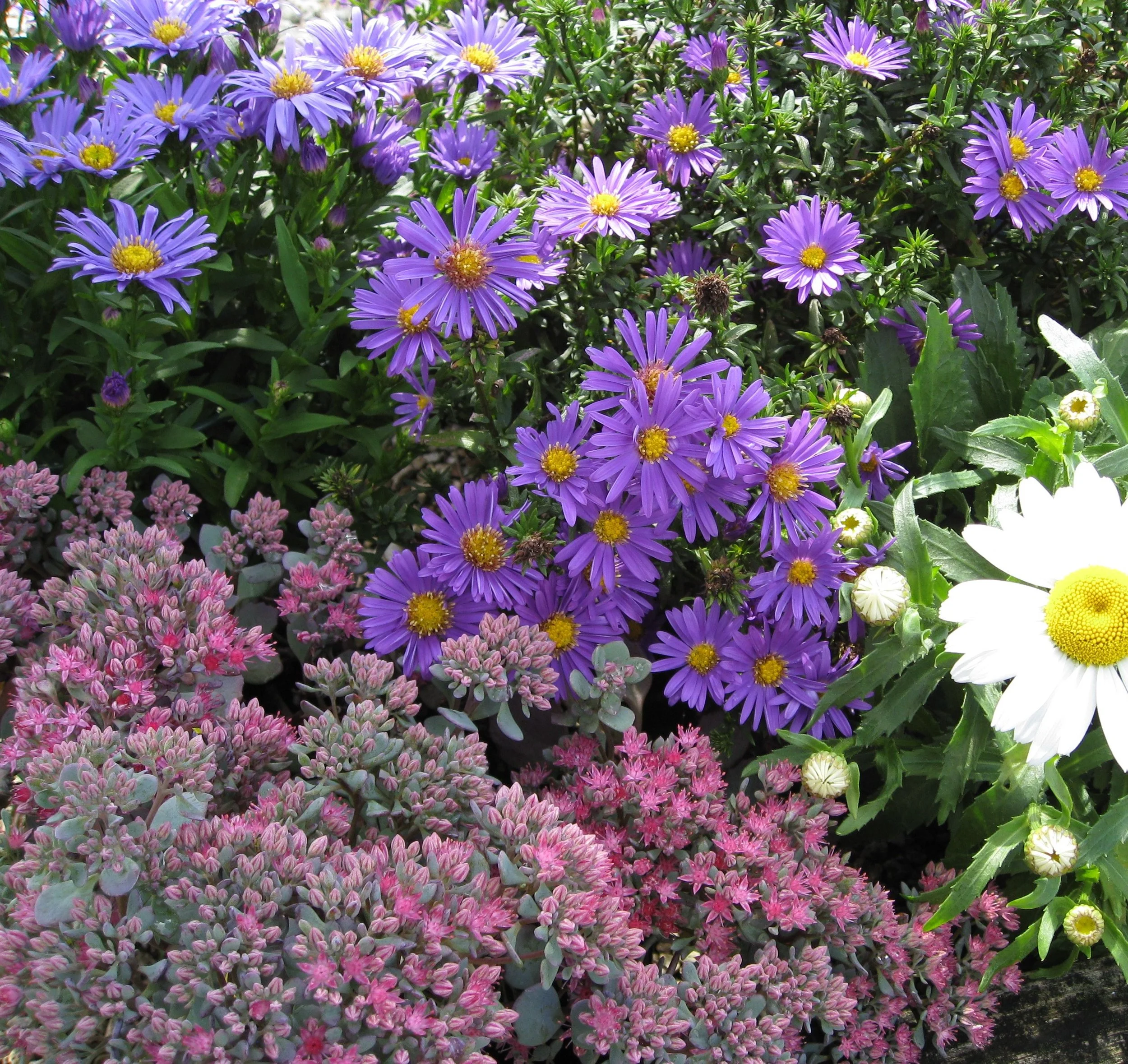 Fall Gardening