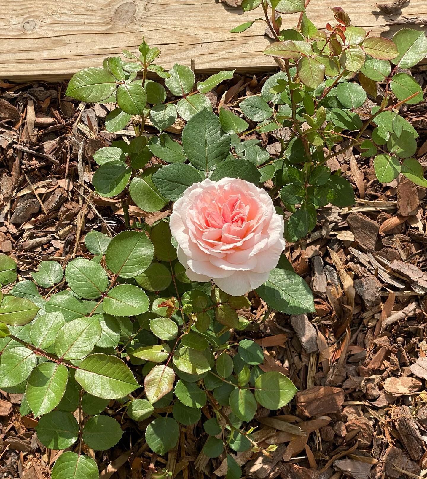 The first roses in our garden bloomed this week and more are on the way! We planted this rose garden last April and since it was our first time planting roses we had no idea if we&rsquo;d know how to care for them through the winter months. And roses