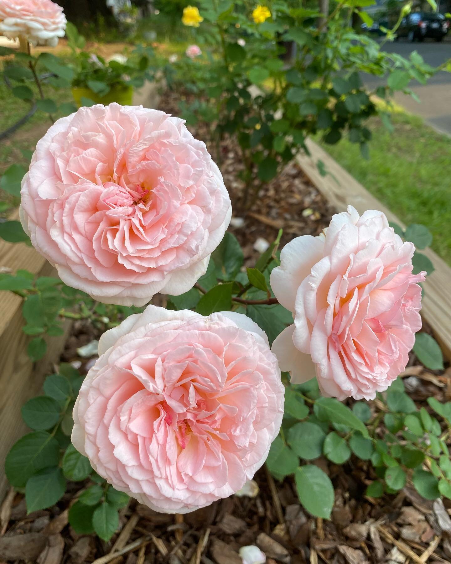 Apologies for the excessive flower content, I just can&rsquo;t get over the abundance in our rose garden this spring. 

At the risk of sounding very corny, I hope you&rsquo;re finding time to stop and smell the roses. (It&rsquo;s kind of integral to 