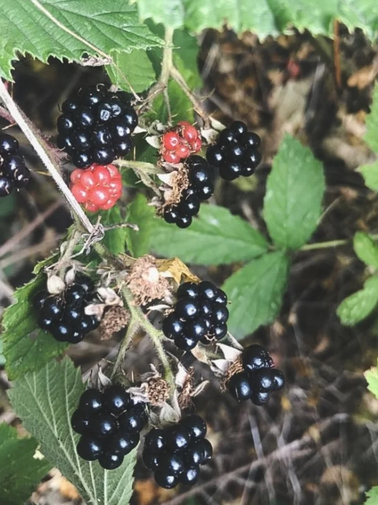 Last chance for the berries!