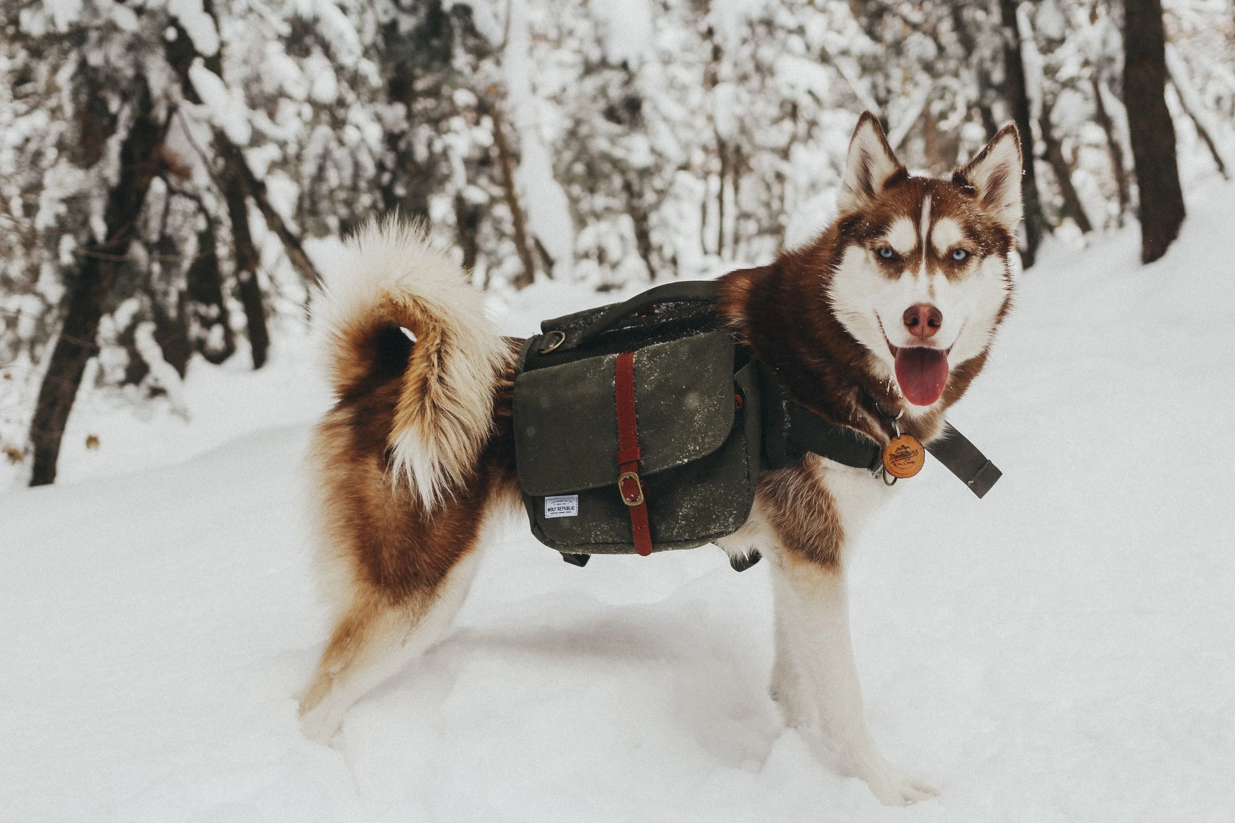 wolf republic dog backpack