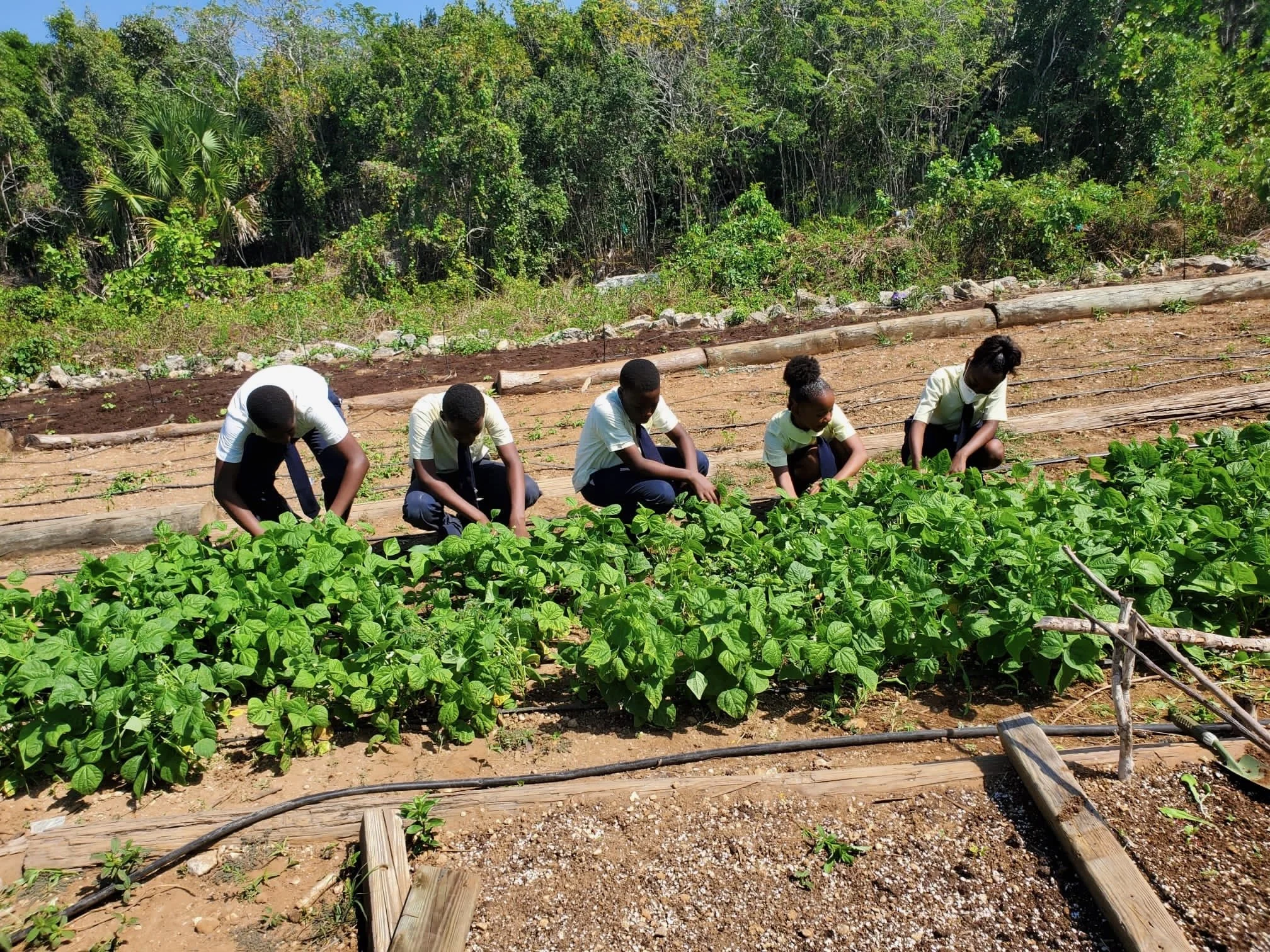 CIU Website ED 2025 - 1.jpeg