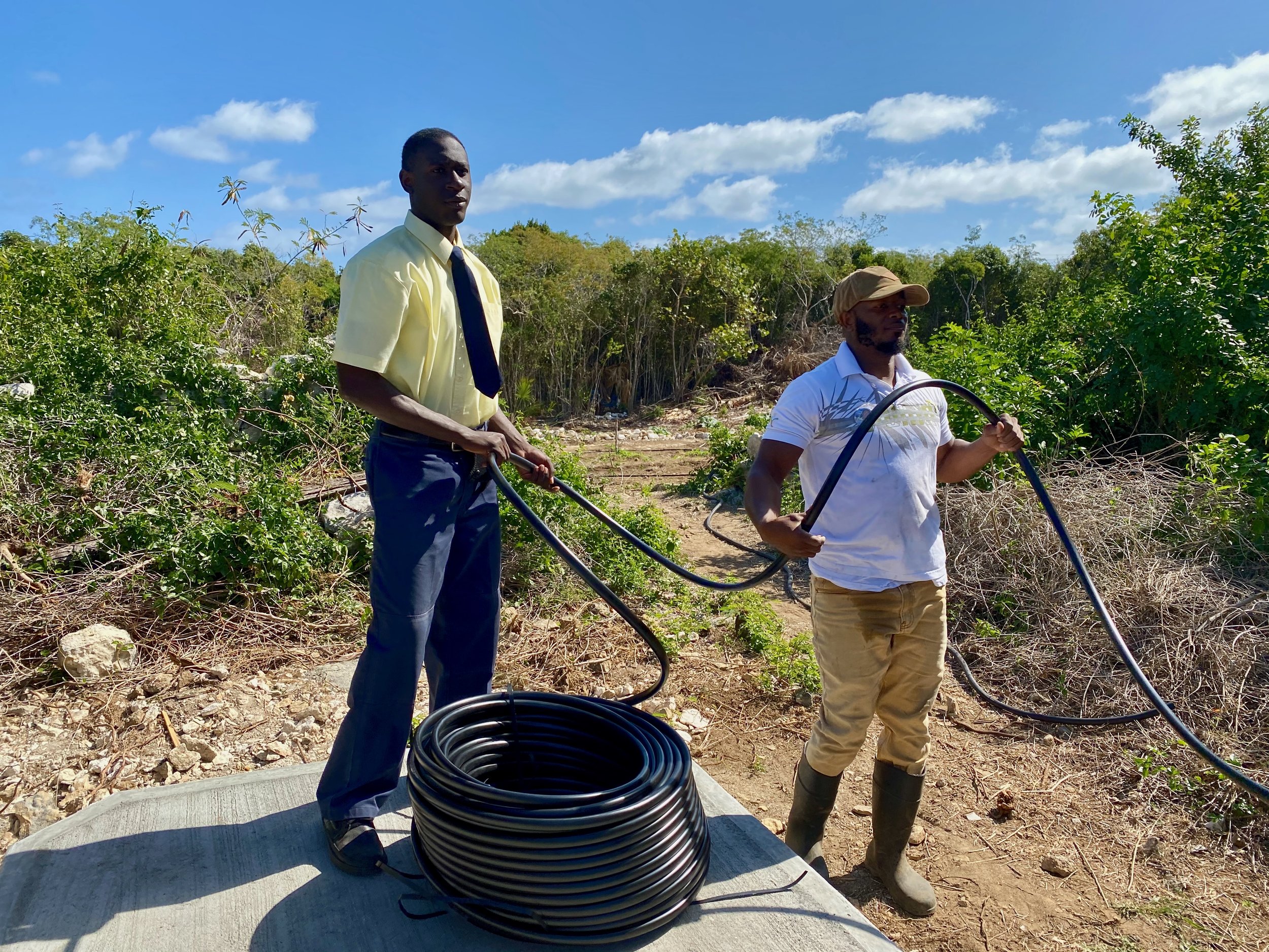 Laying down the drip irrigation tubing