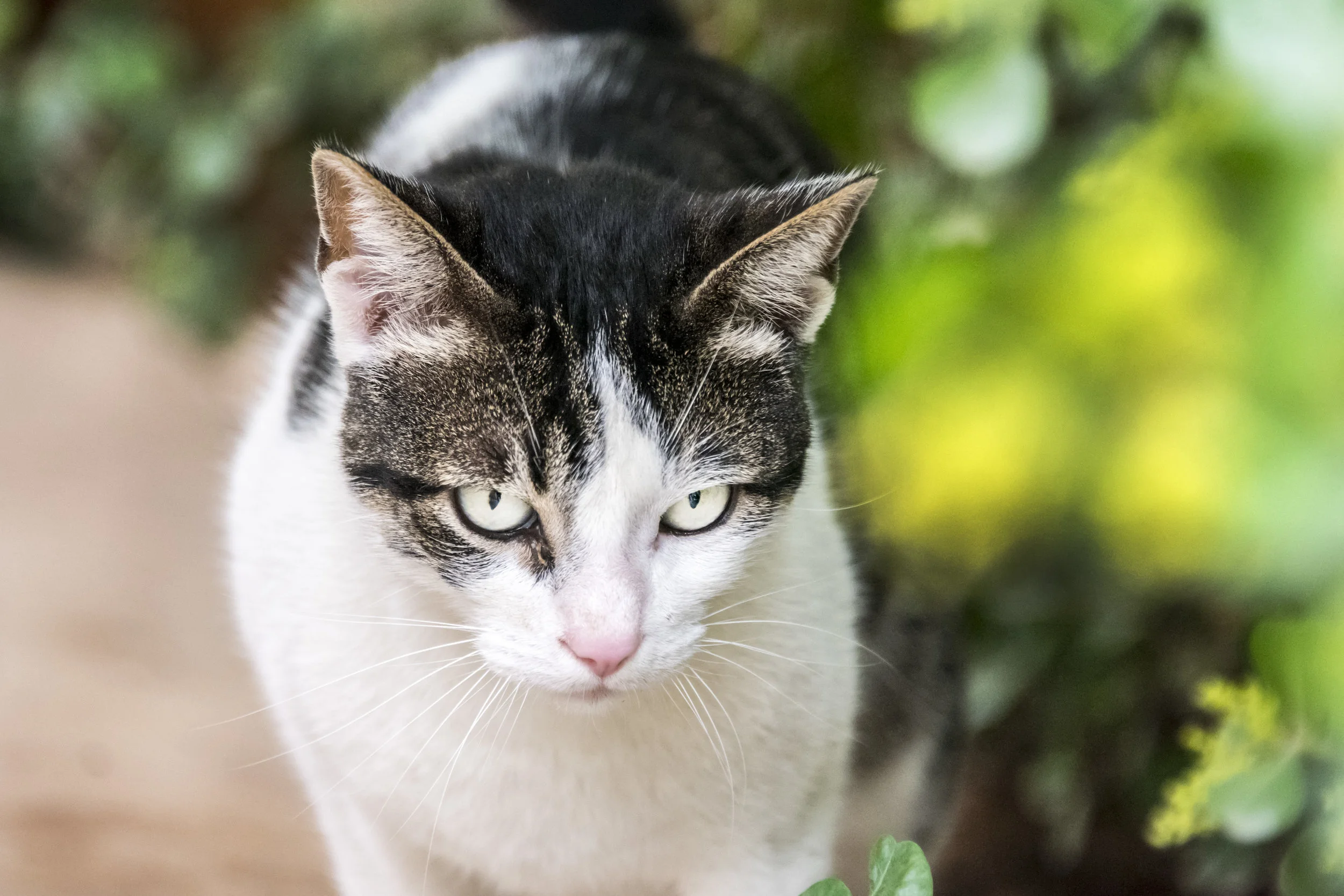 On the Prowl • Abe Passman