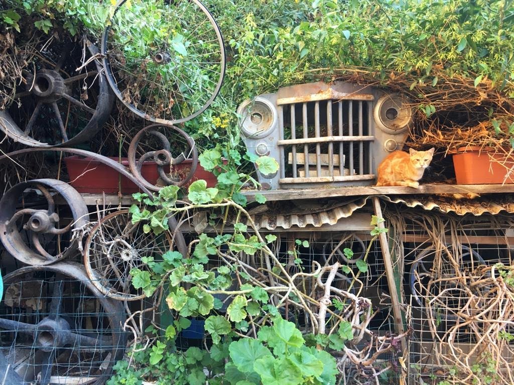 Katriella Hirsch-Hoffman