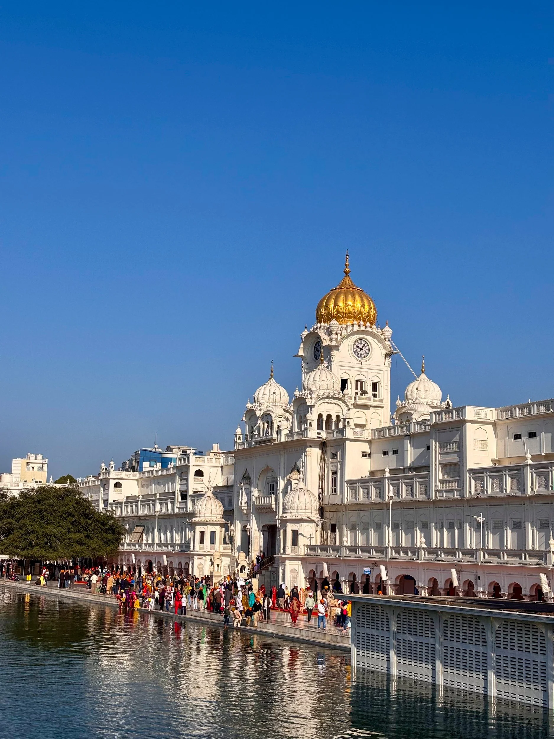 daphne india 2.jpg