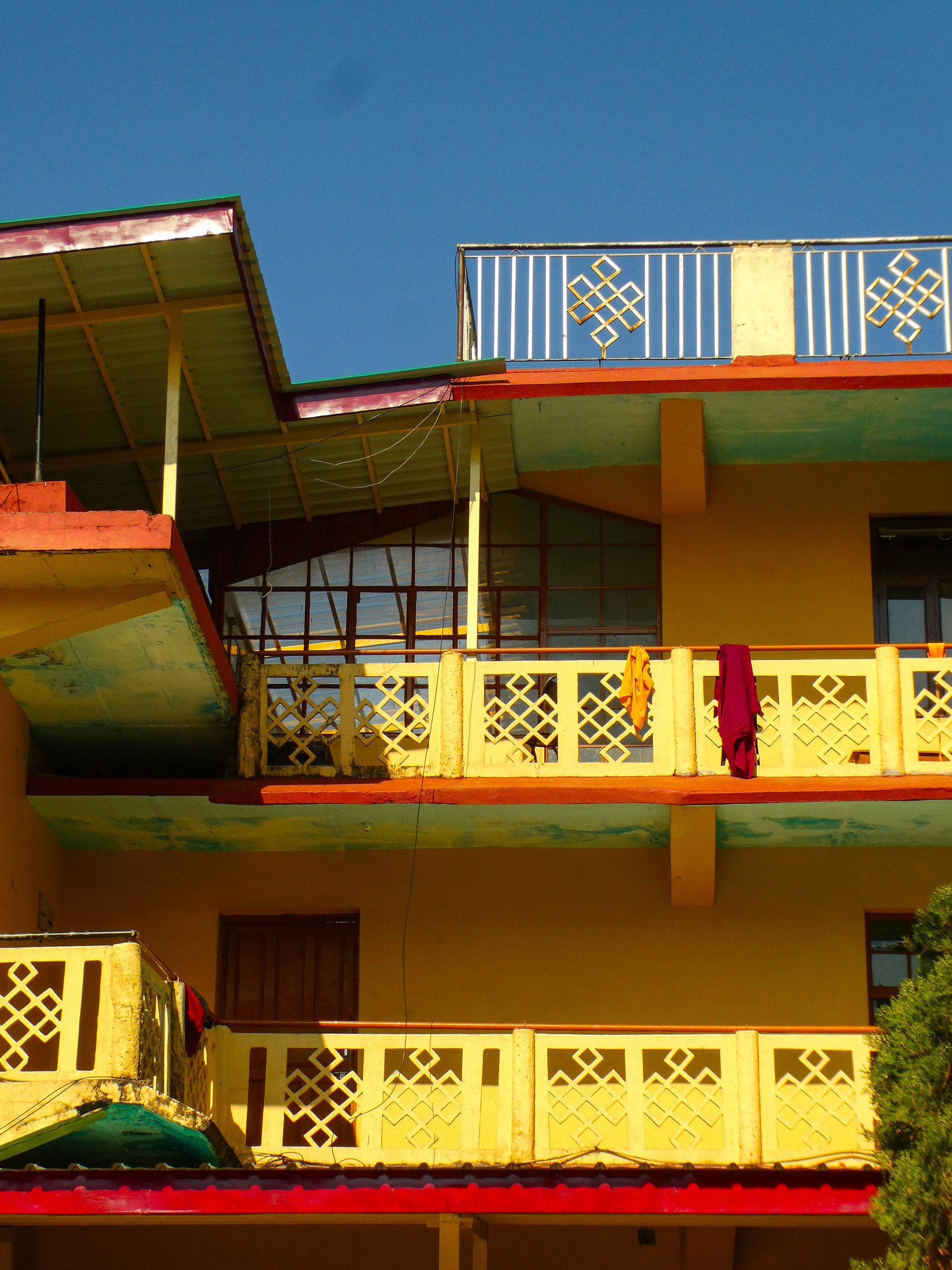 lily india.jpg