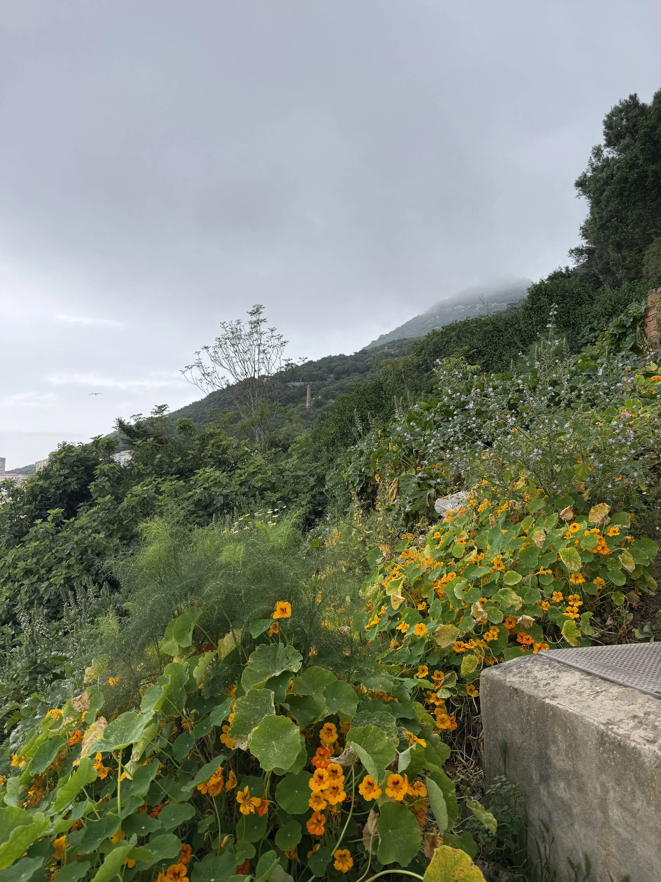 Magnolia 6- Gibraltar.jpg