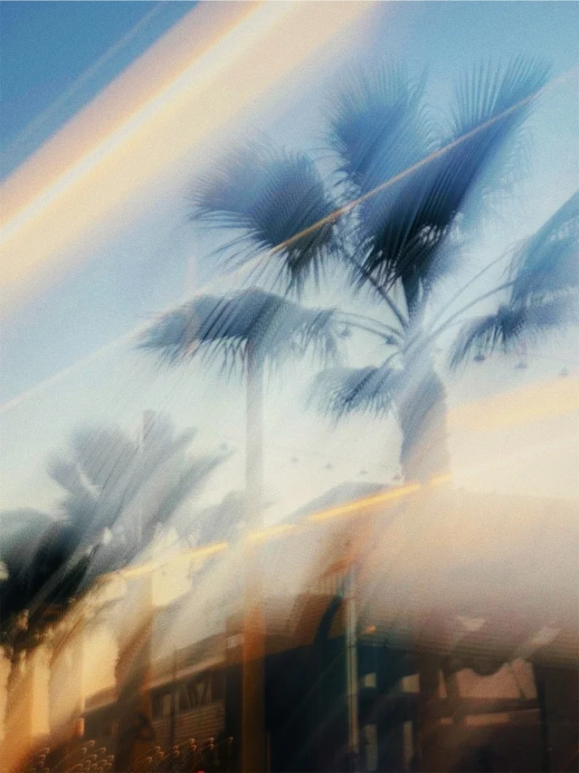 palm dreams