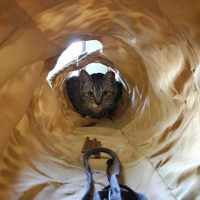 tanktunnel.jpg