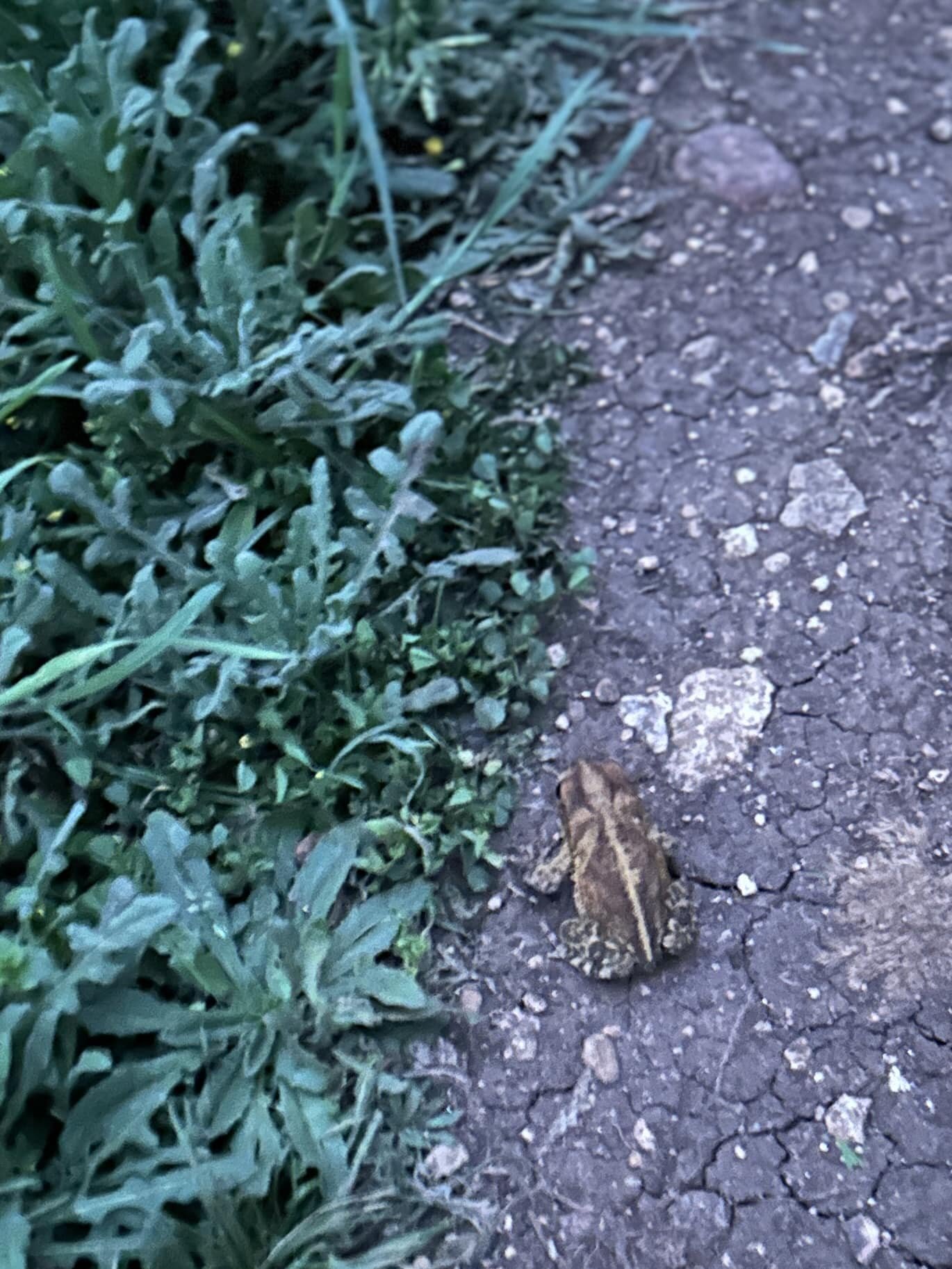 For some reason tonight there was all sorts of wildlife with me on my walk tonight. Two coyotes, squirrels and then this little guy hopped right in front of me on the path.

Could be a good omen for forward progress, personal transformation, good luc