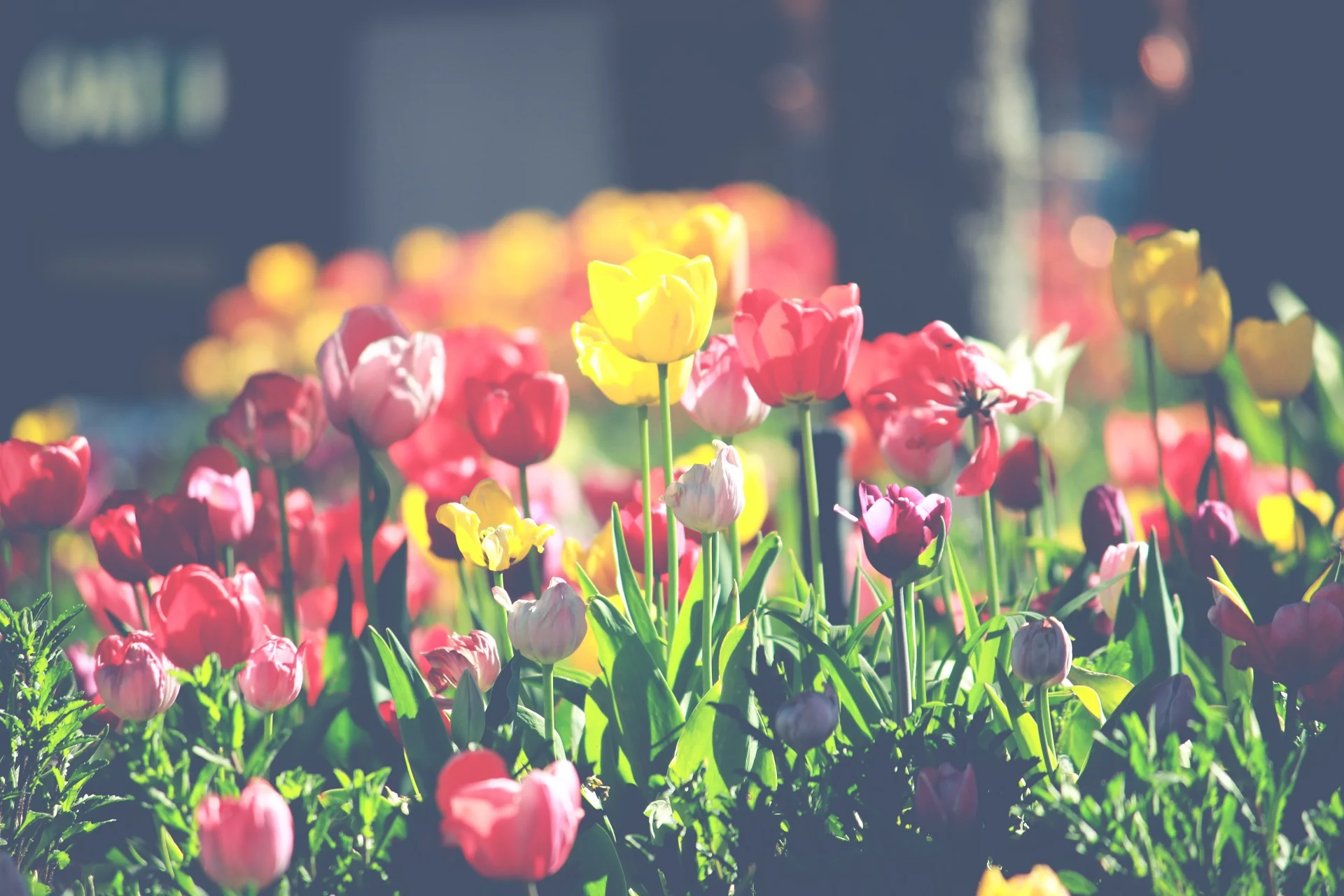 saketh-garuda-273160-unsplash.jpg