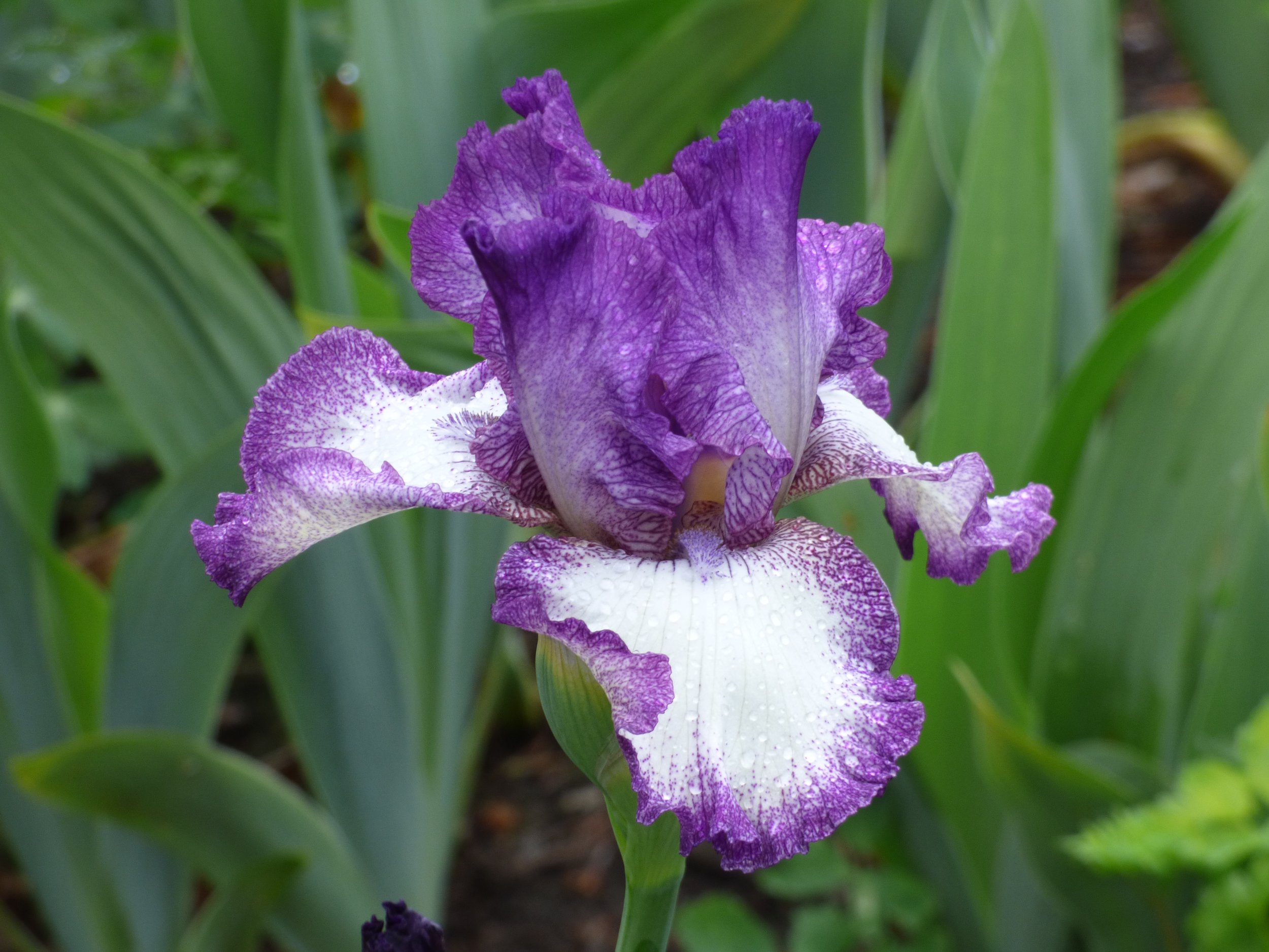 Best Bet Reblooming German Iris Plants