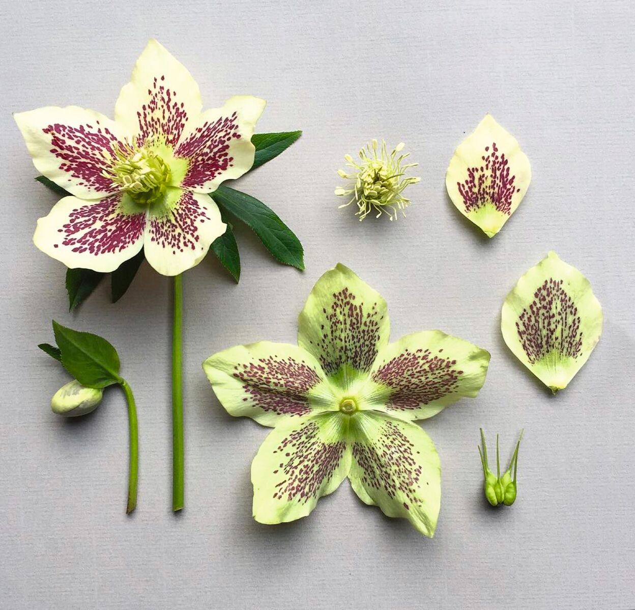 Hellebore. Helleborus orientalis London 2016 3_preview.jpeg