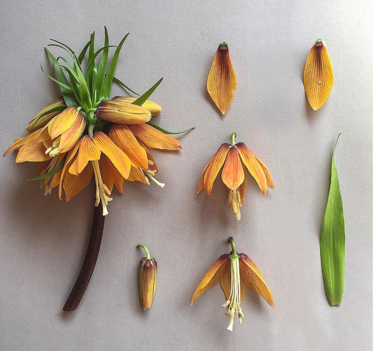 Crown Imperial. Fritillaria imperialis London 2015__preview.jpeg