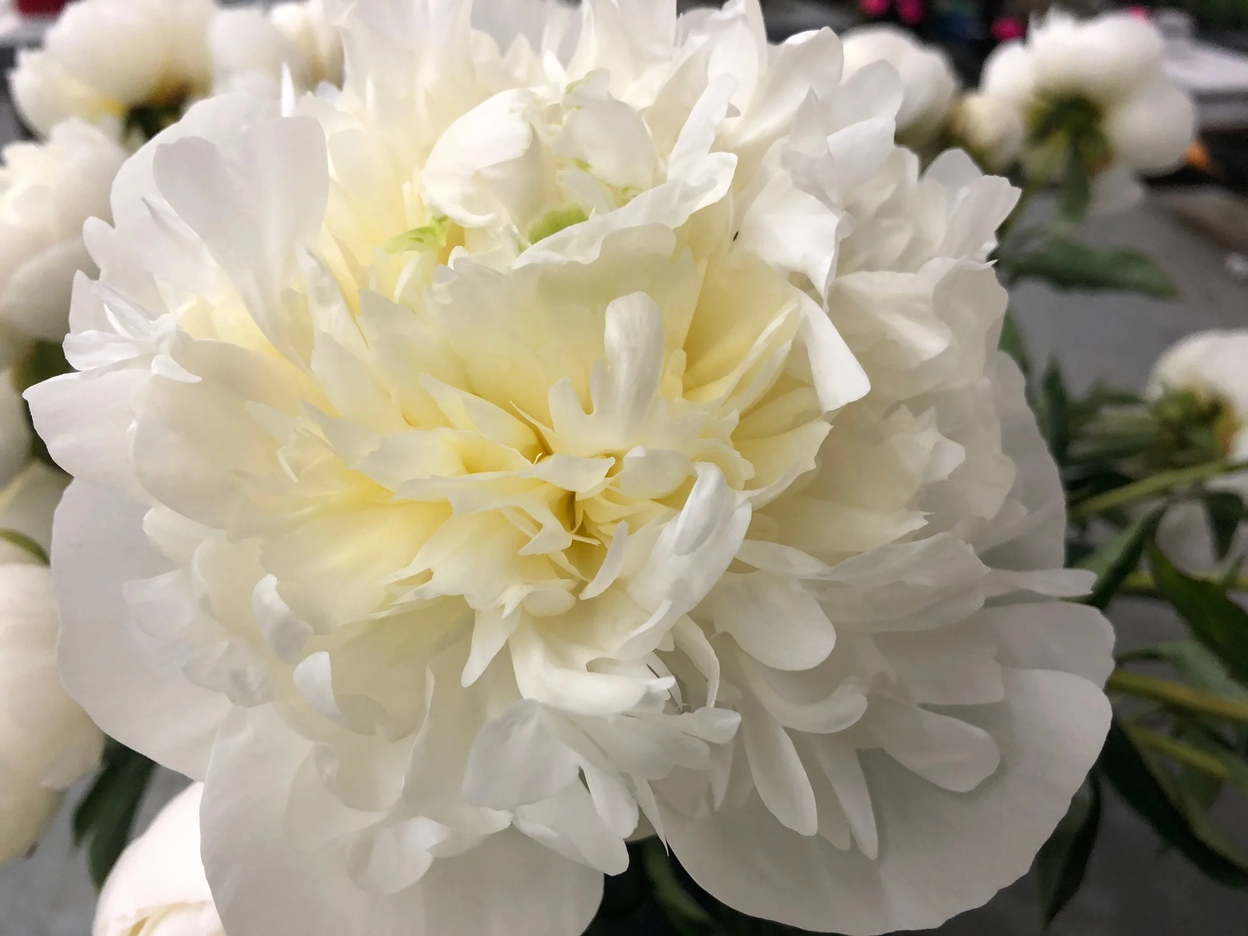 Peony ‘Madame Claude Tain’
