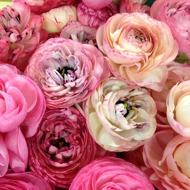 May-feature-ranunculus.jpg