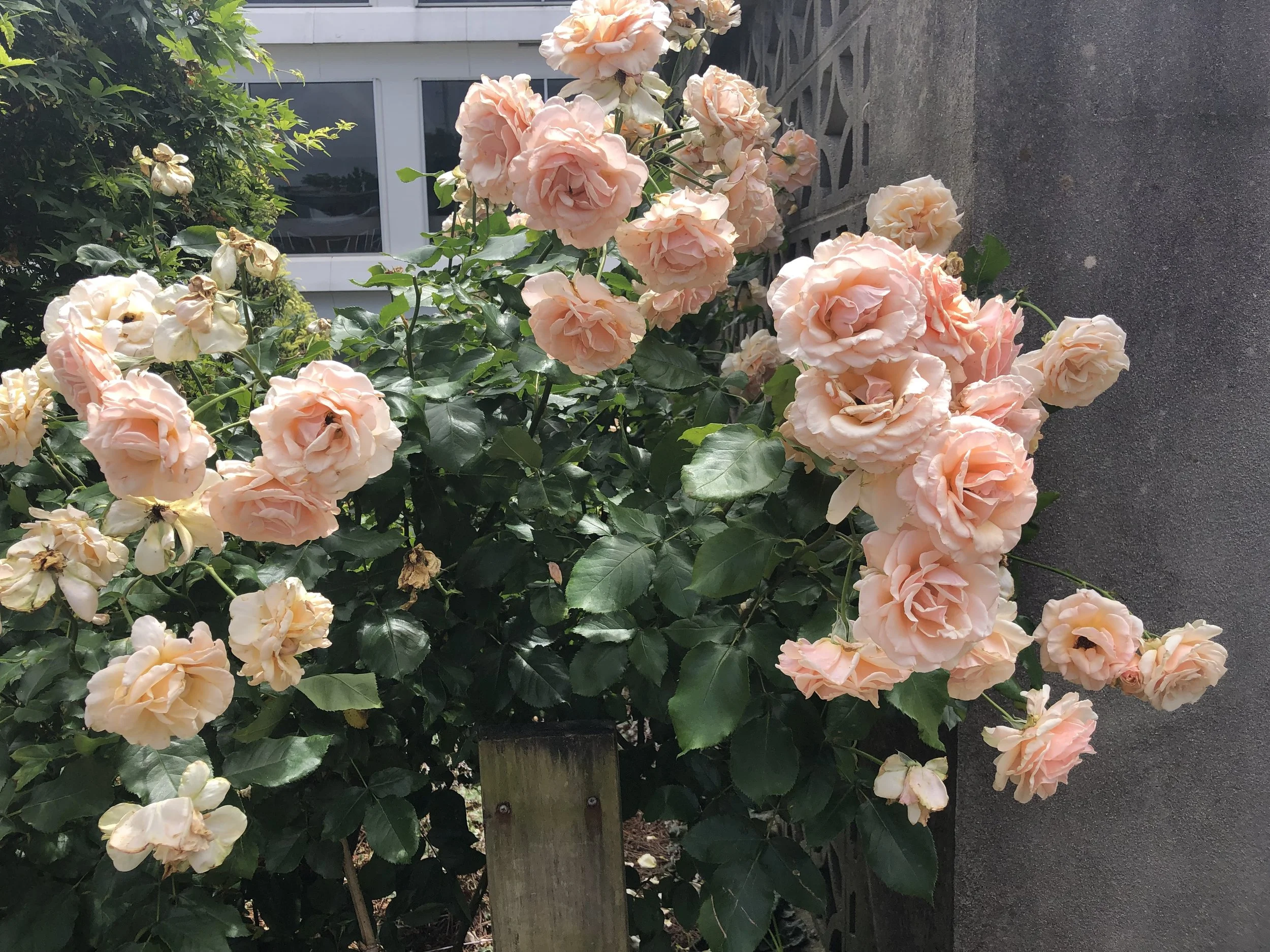 IMG_1971.jpeg