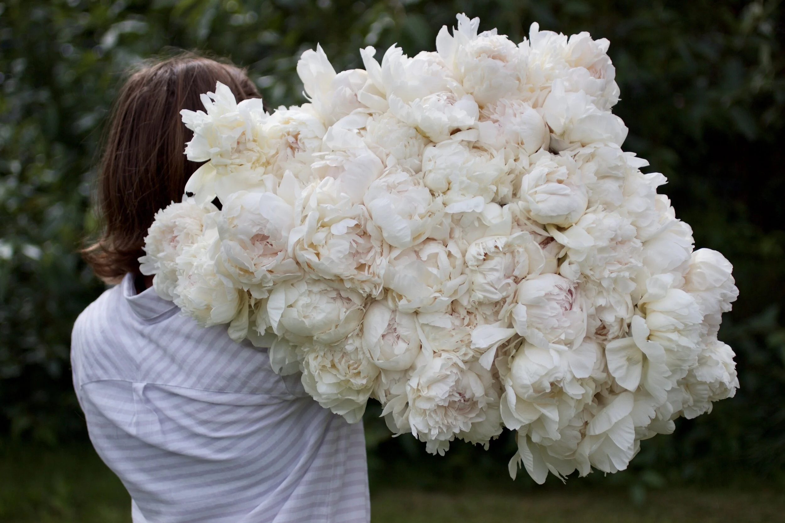Peony 'Elsa Sass'