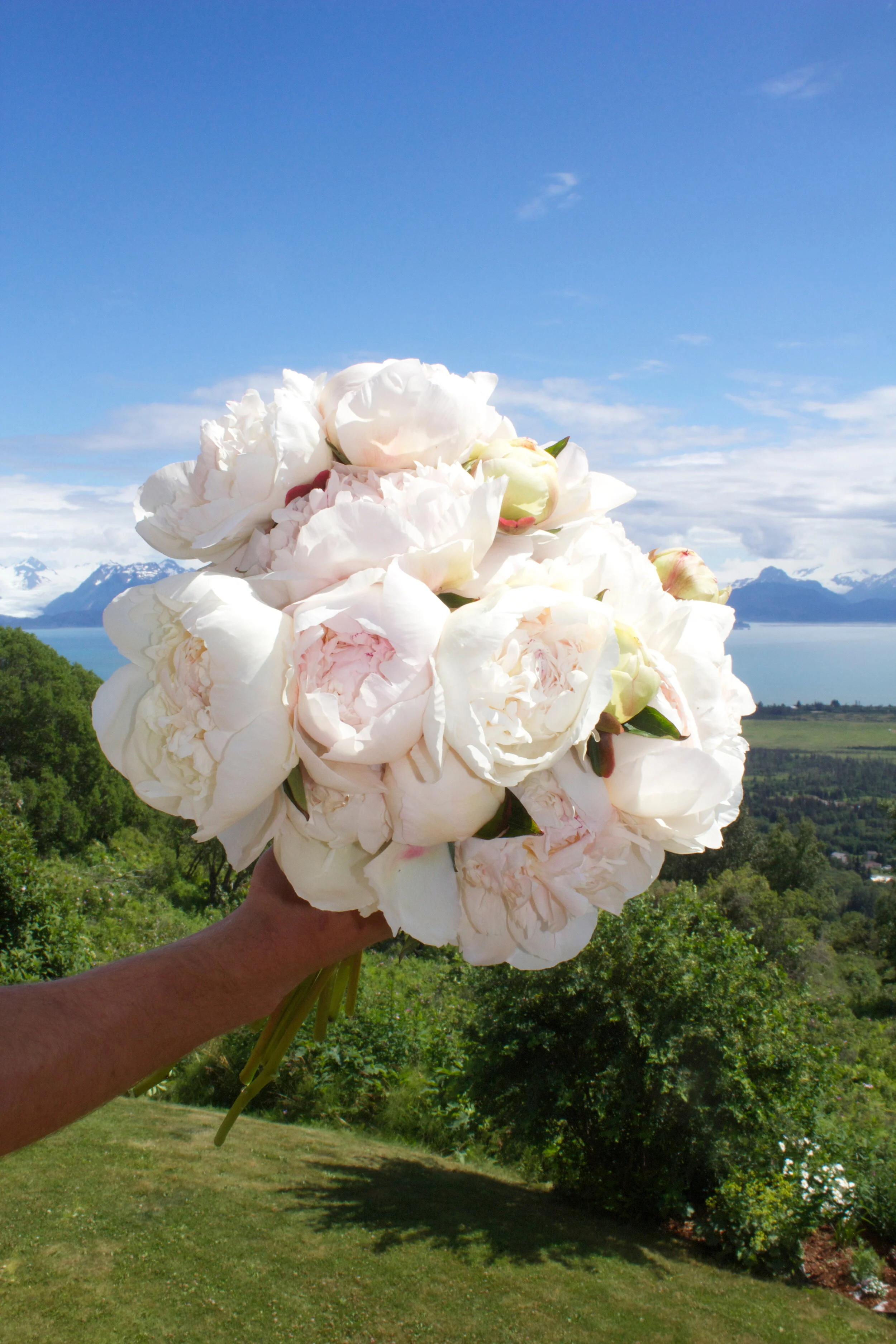 Peony 'Dr. F.G. Brethour '