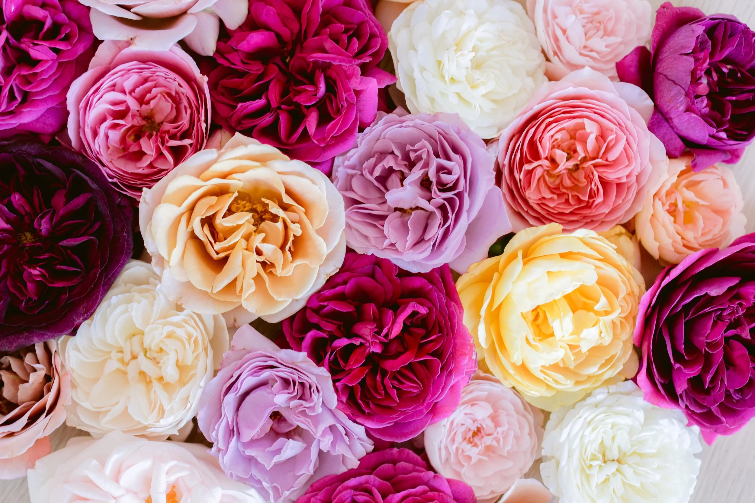 Grace+Rose+Farm+Freebie+7_13_20.jpg