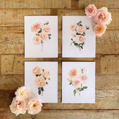 Blush Garden Rose Print Collection