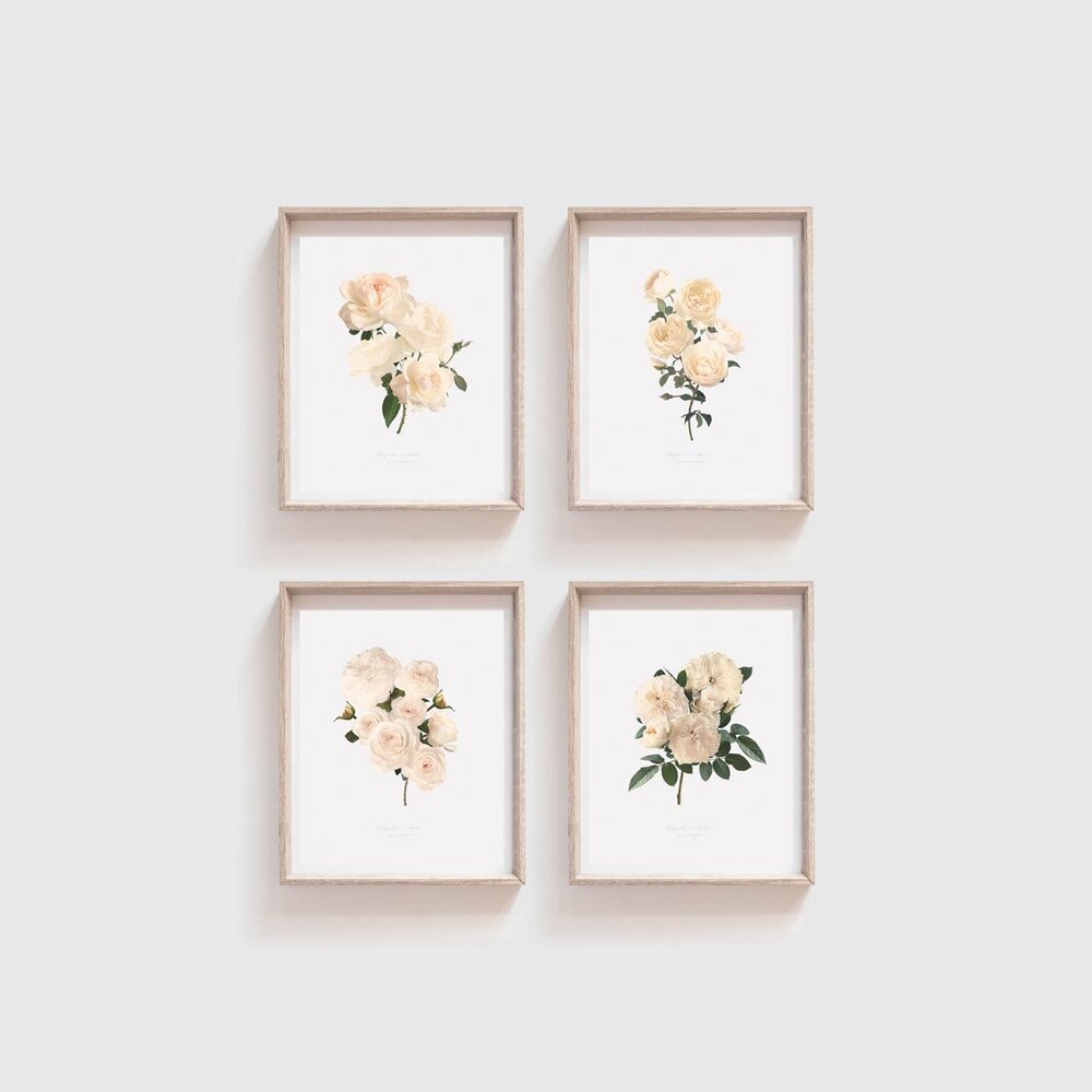 White Garden Rose Print Collection