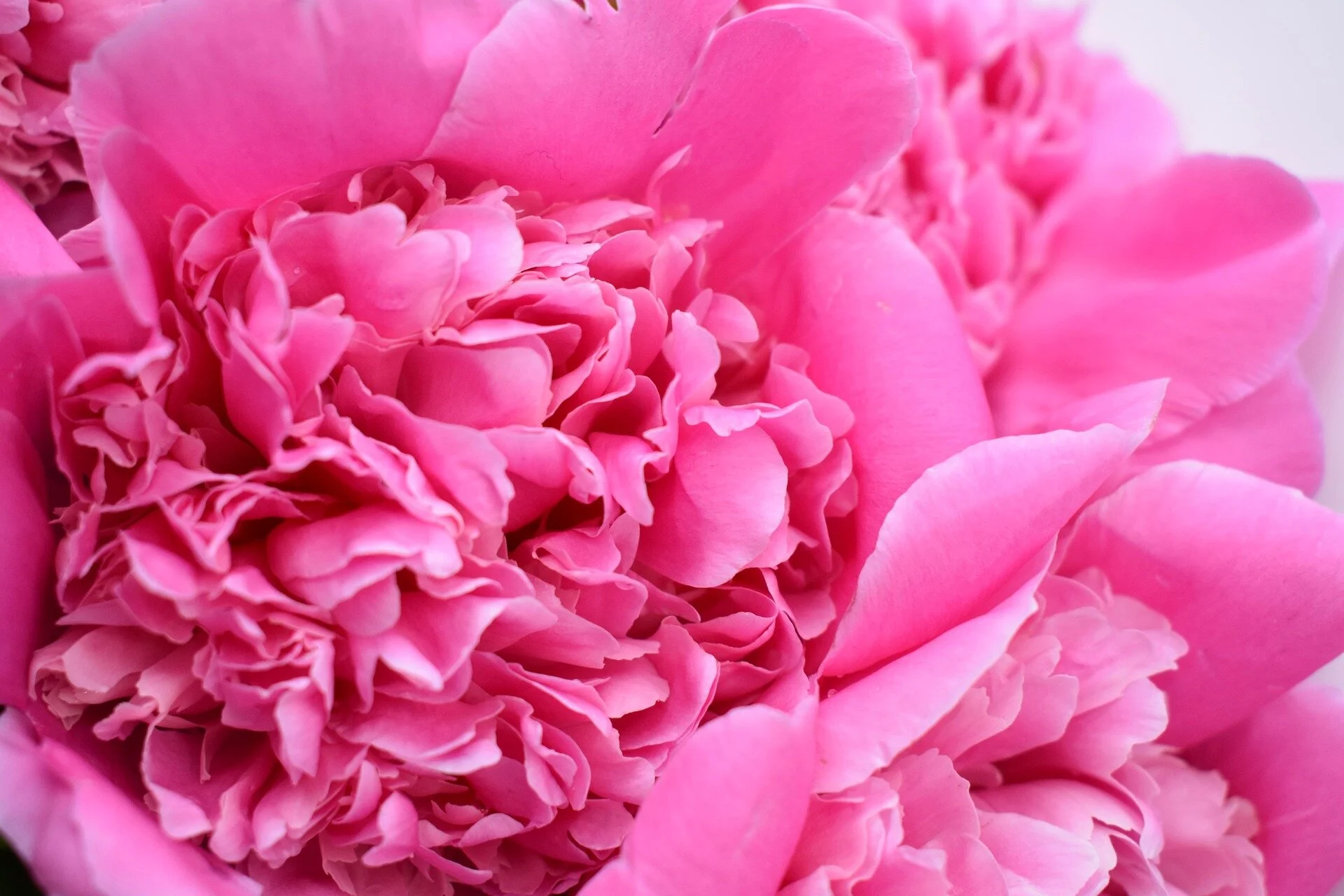 peony-3419231_1920.jpg