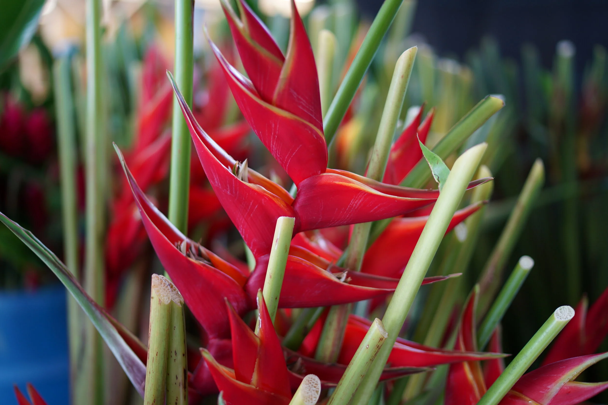 Heliconia02.JPG
