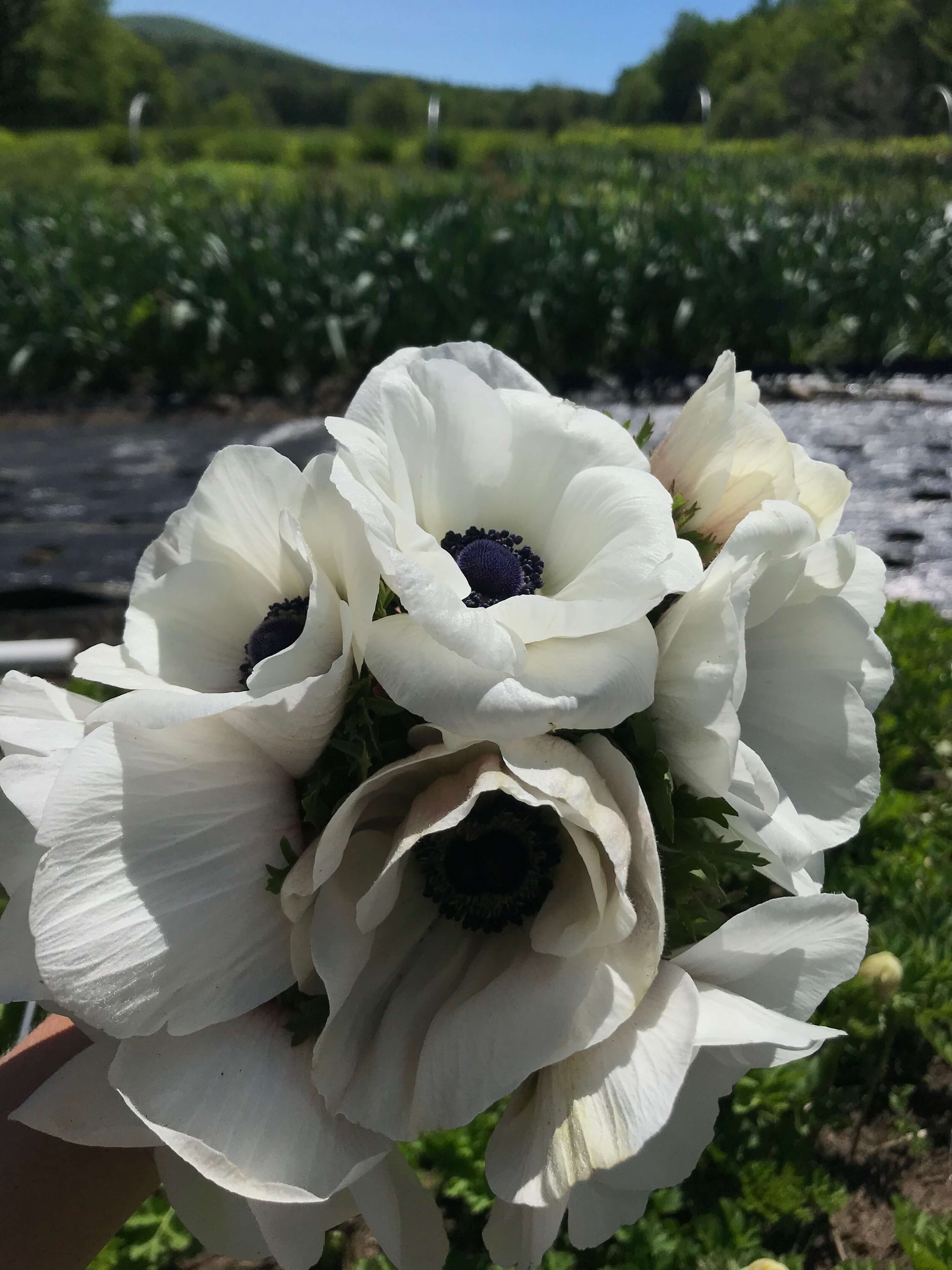 01 - White with Blue Anemones.JPG