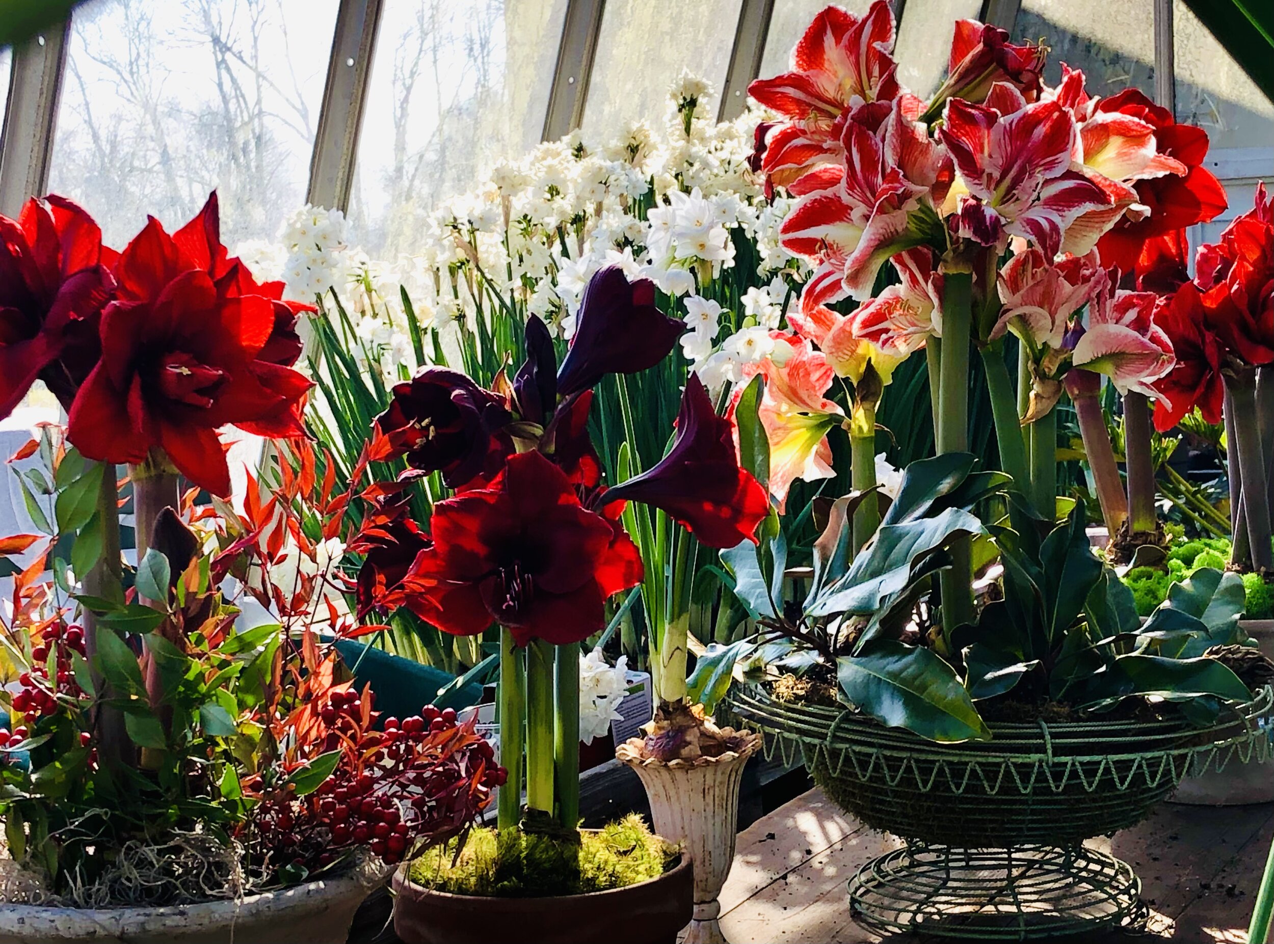  All of the amaryllis pictured are Peruvian bulbs that I started out in 6” green plastic growers pots, which is what I do with all of the Peruvian bulbs. I put them on heat and under lights in the basement, moving them to the cooler to hold when they