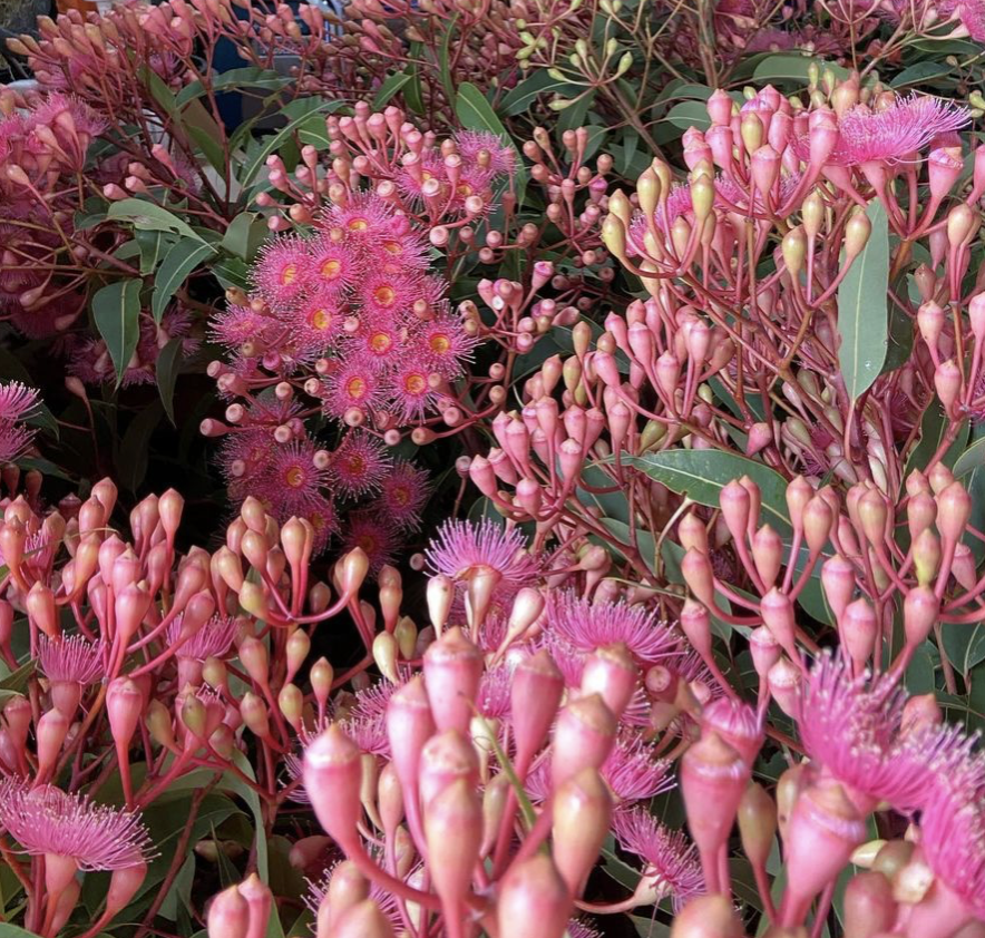 Corymbia (Red Flowering Gum) 