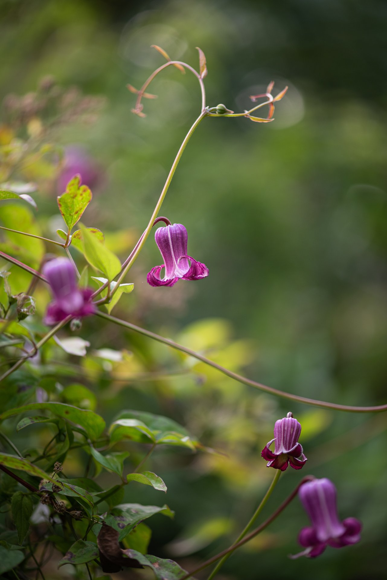 Clematis Princess Red