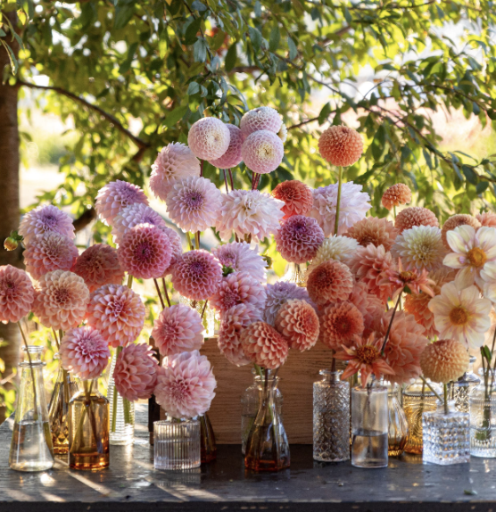 Triple Wren Farms: A Guide to Where Do You Start With Dahlia Seeds? 