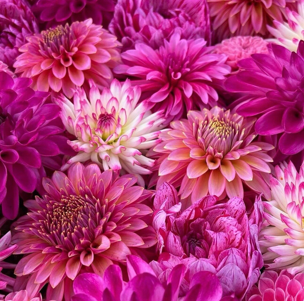 All the Hot Pink Dahlias!! 

It was great to learn about all of the opportunities @triplewrenfarms is creating to help dahlia hybridizers.  Tune in wherever you listen to podcasts!! 🥰

#dahlia #dahliabreeding #triplewrenfarms #theflowerpodcast #gard