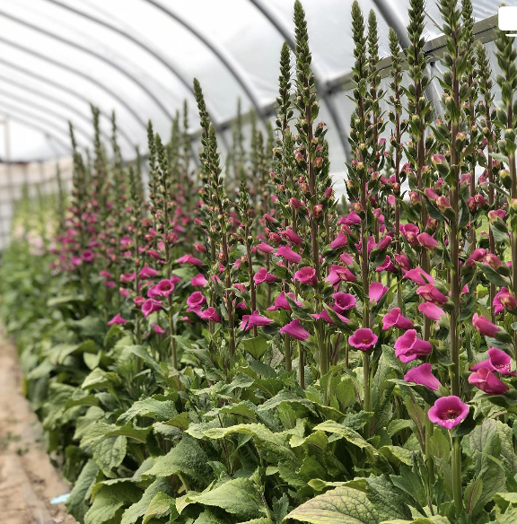 Screen Shot 2024-04-30 at 9.19.13 AM.png