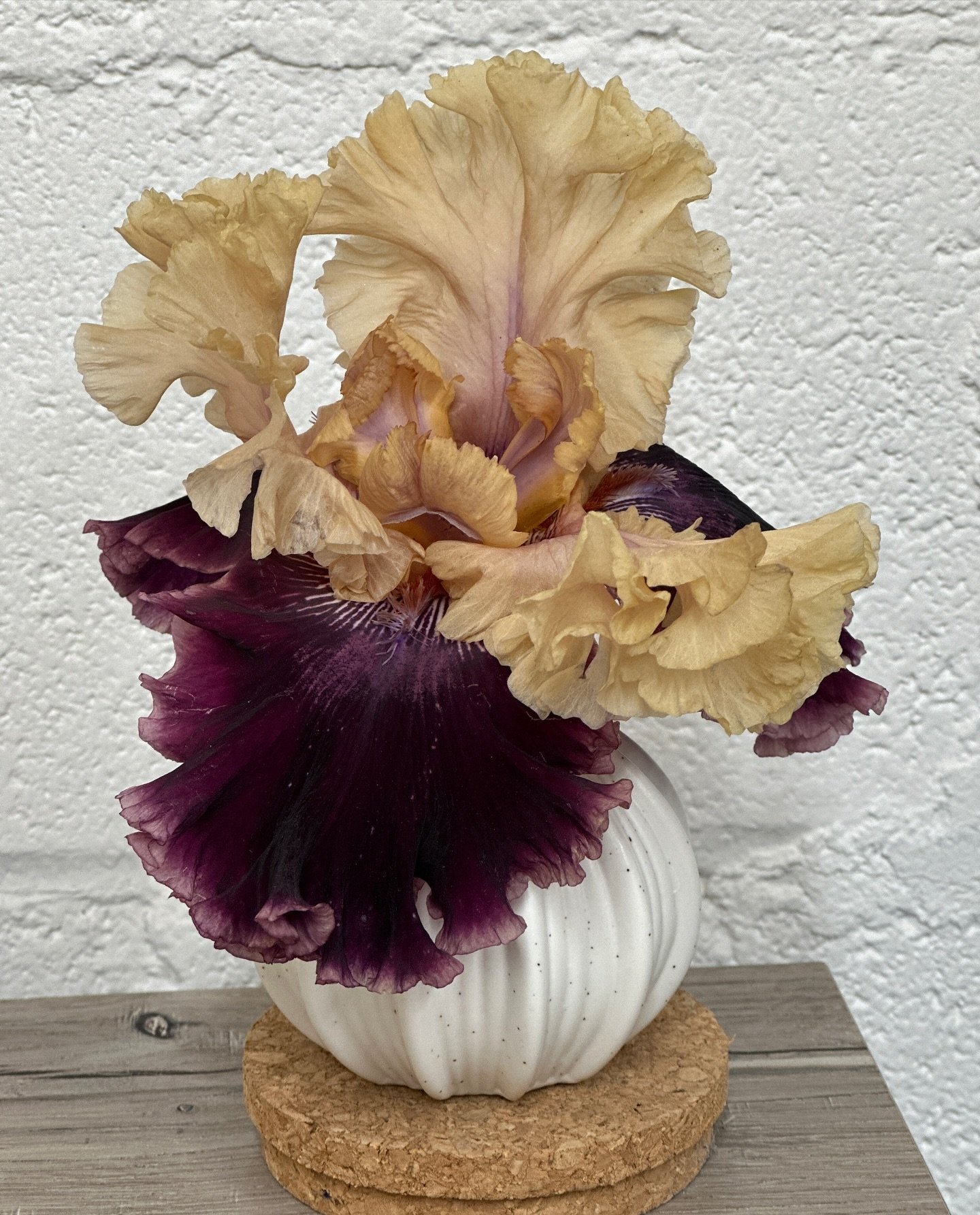 The picture doesn&rsquo;t do it justice, but this is one of my new Iris from @schreinersgardens that I bought last year.  The stem was so big, that when I went to stake it I broke off the top flower.  Of course I couldn&rsquo;t let it go to waste, so