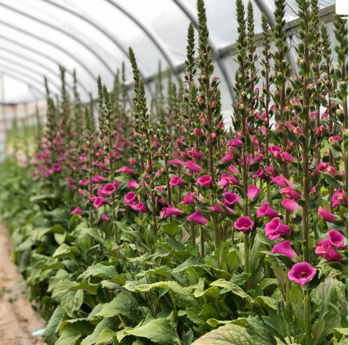 Foxglove have intrigued me now more than ever.  There are so many different varieties and colors that enable them to be popular for as long as the season will allow.

I was so glad the Anna Jane from @littlestateflowerco shared so much about how she 