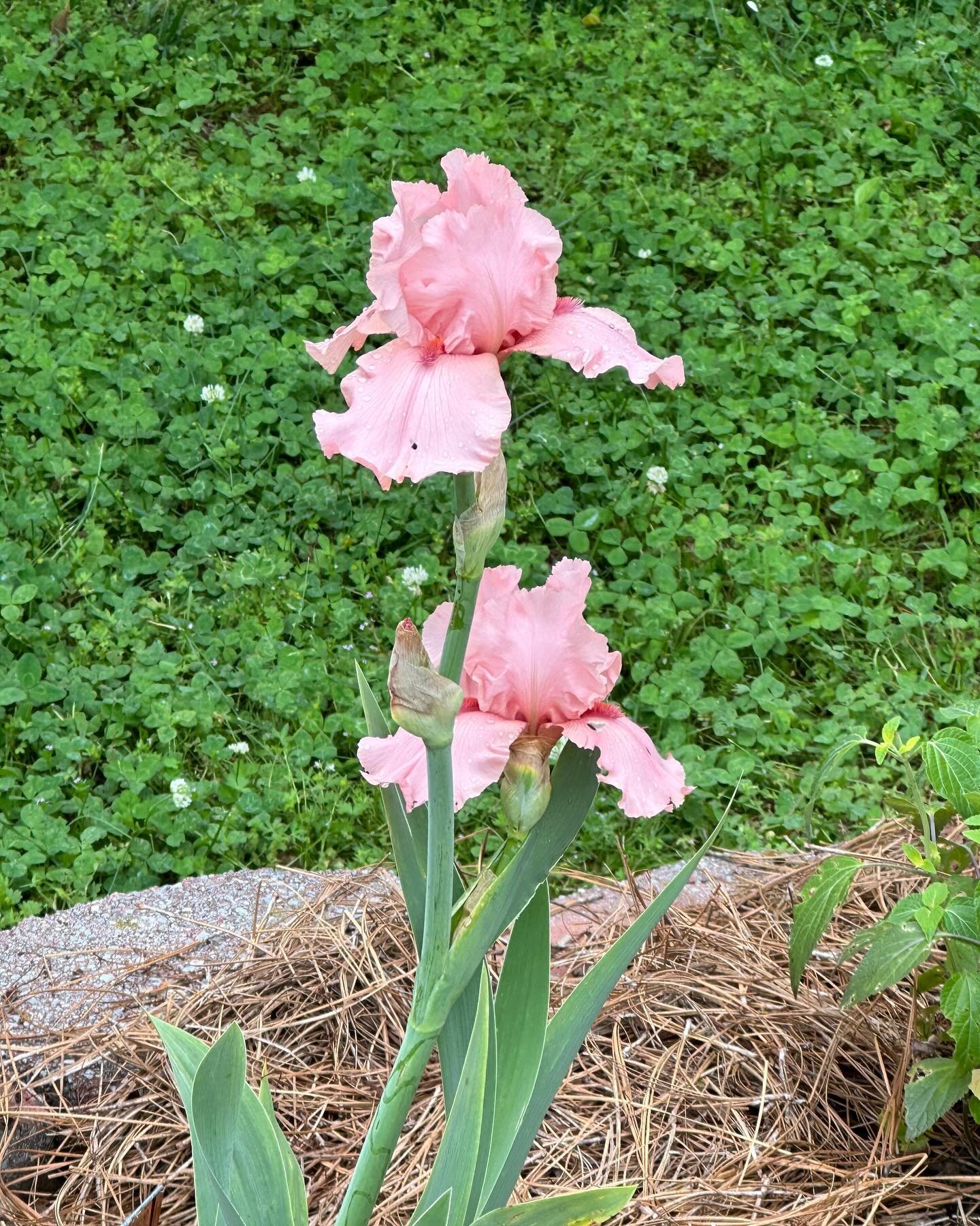 &lsquo;I Pink I Can&rsquo;  Another one of my new Iris from @schreinersgardens !!

Love the color!!

#beardediris #iris #gardenblogger #flowerblogger