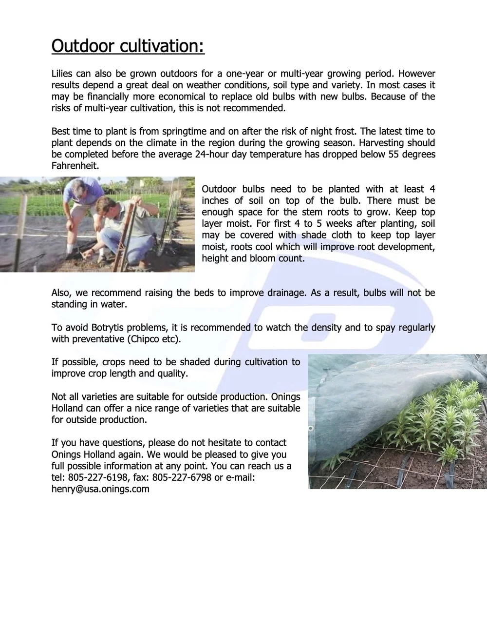 the Cultivation of Lilies.jpg