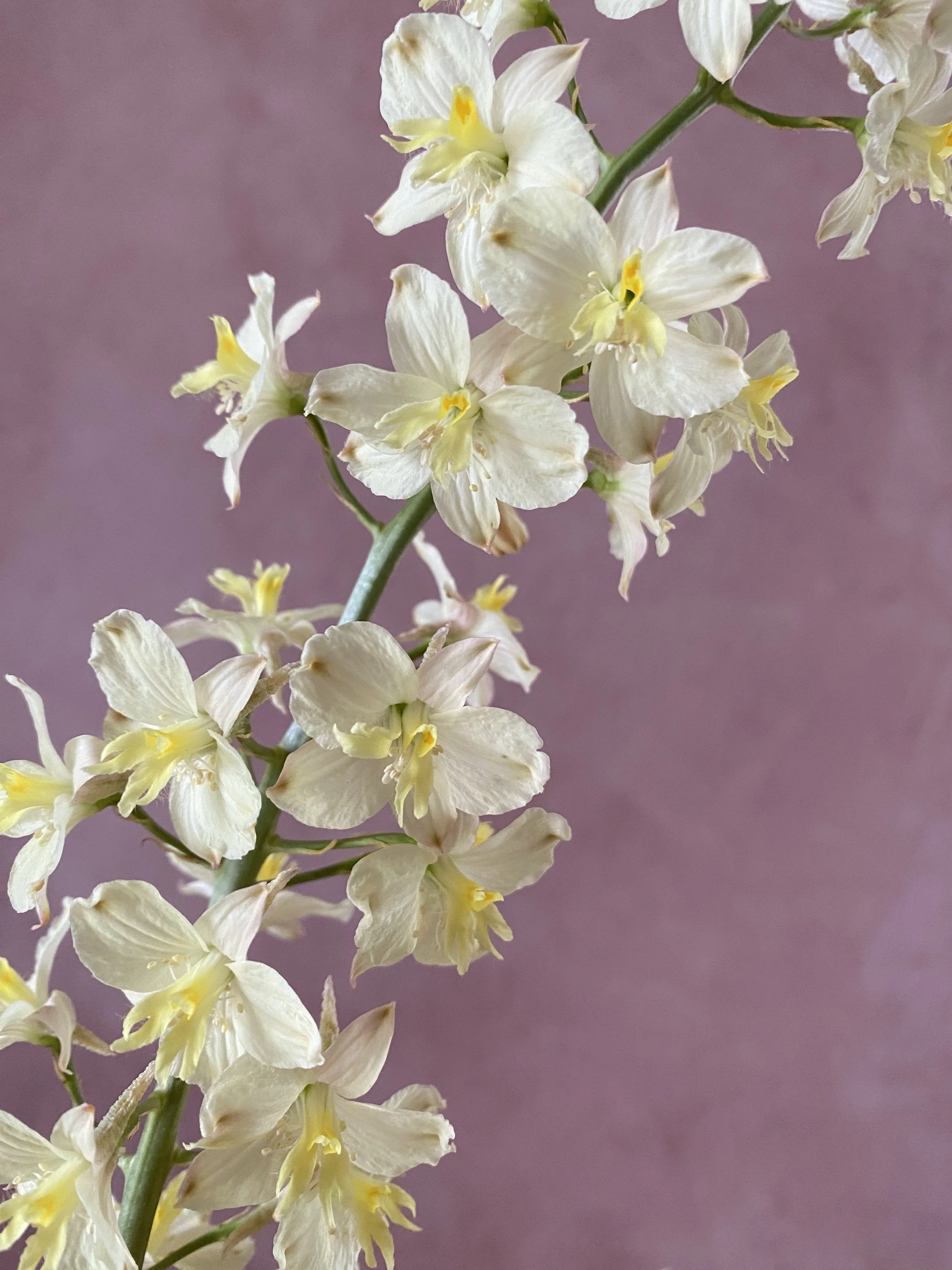 Delphinium semibarbatum
