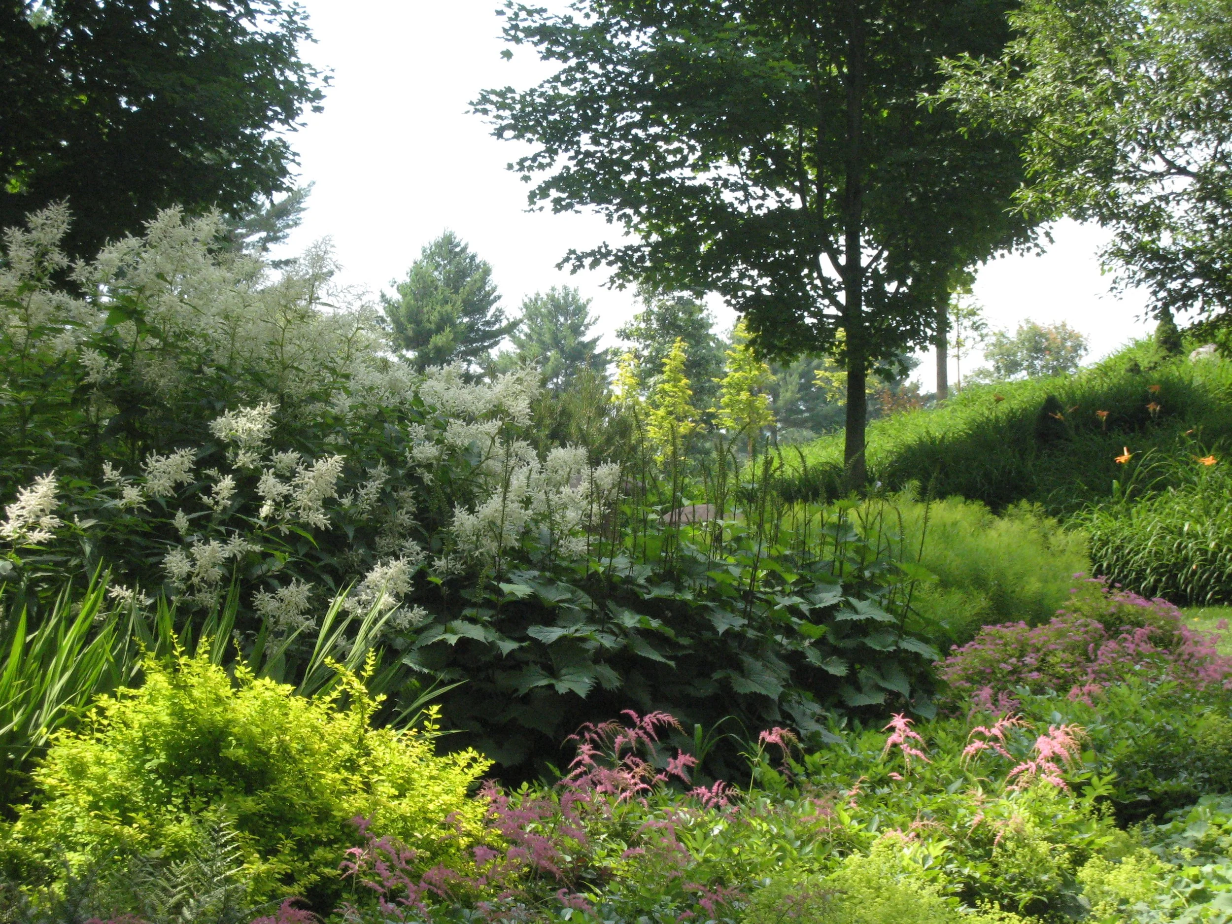 Persicaria shrub boarder.jpeg