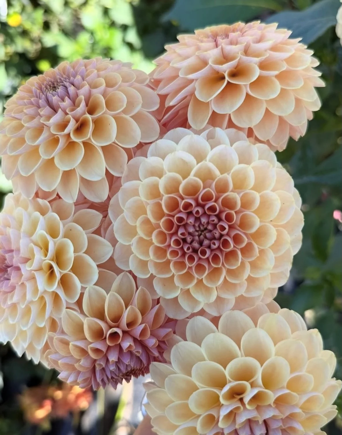 Galena from @microflowerfarm shares so much about moving their farm and harassing for cut flowers.  I hope you enjoy her story and her insights!!

This is one of the dahlias she grew this year.  Its name is KA Daybreak!! Amazingly subtle transition i