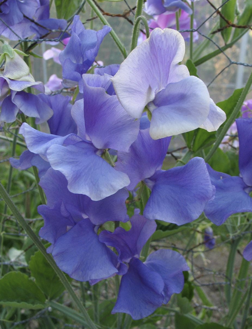 Screenshot 2025-10-29 at 1.06.05 PM.png