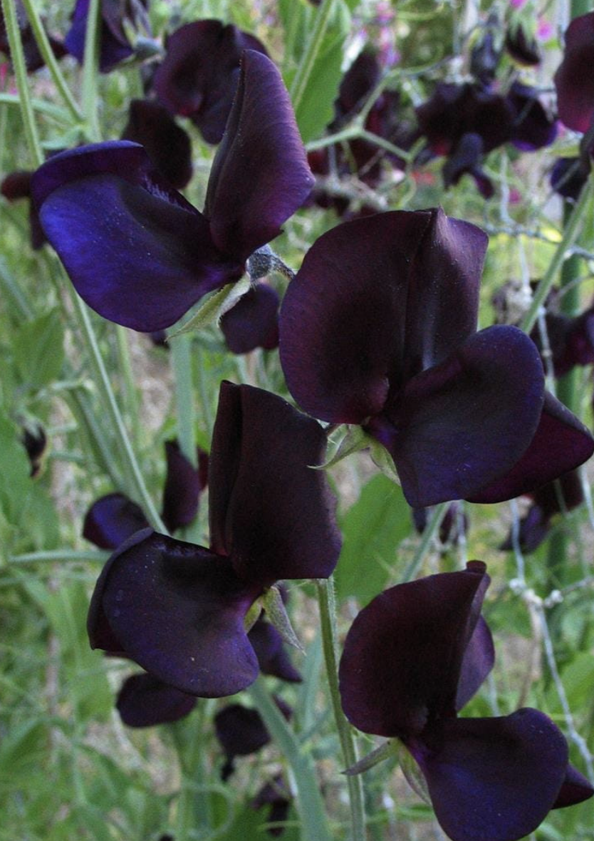 Screenshot 2025-10-29 at 1.06.26 PM.png