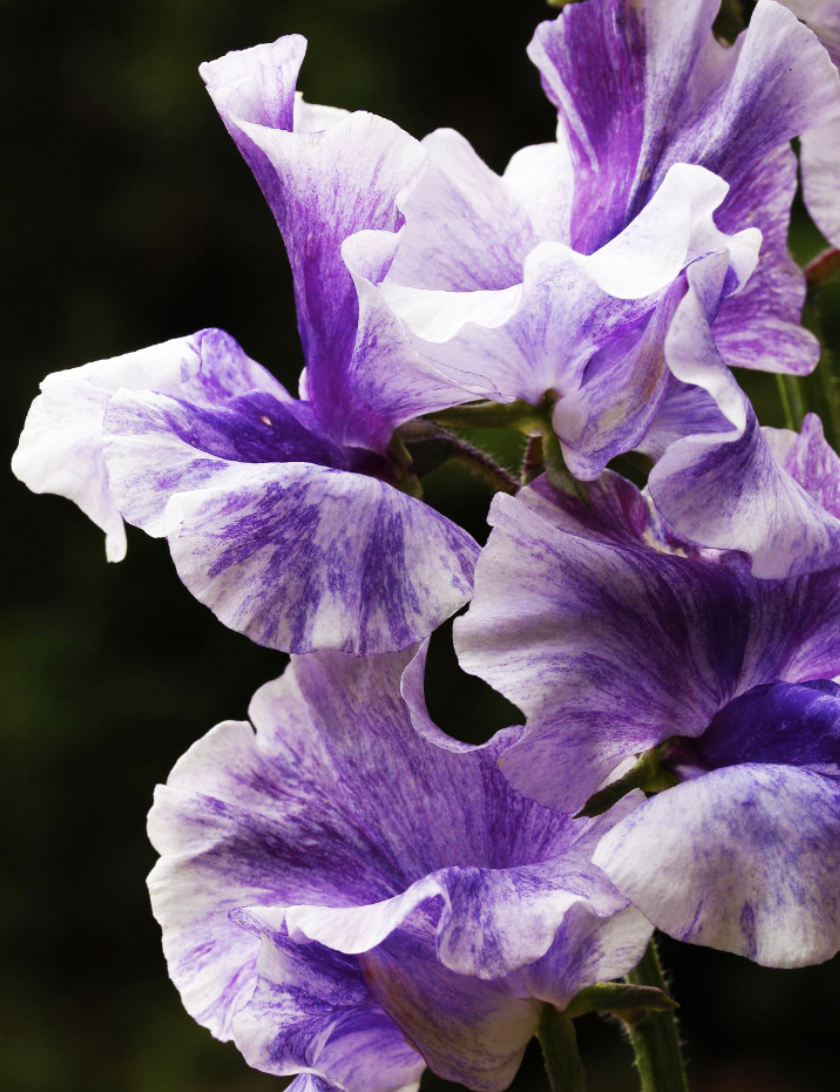 Screenshot 2025-10-29 at 1.25.46 PM.png